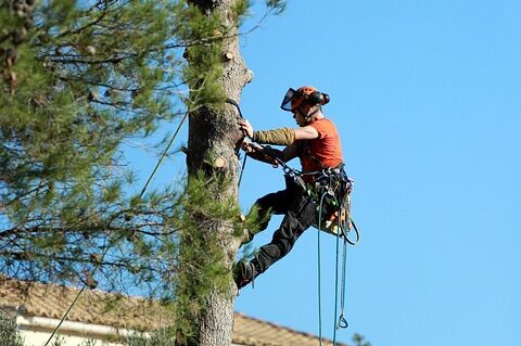 etetage arbres hauts